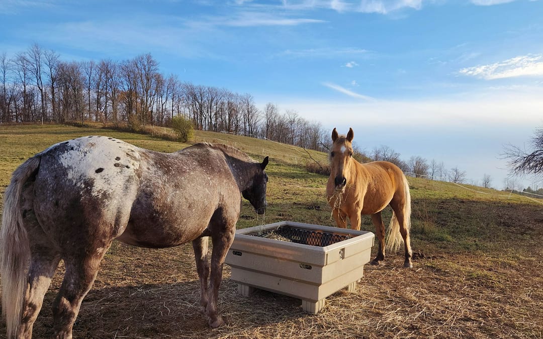 Debunking Myths about Mealtimes for Horses