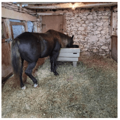 Rocky mountain horse eating hay out of his OptiMizer