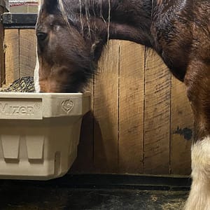 A clydesdale horse eating out of an In-Stall OptiMizer
