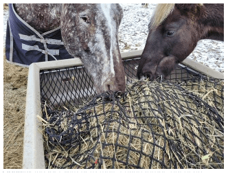Two horses eating slow-fed hay at their OptiMizer