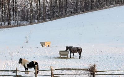 Guide to Forage Intake During the Winter