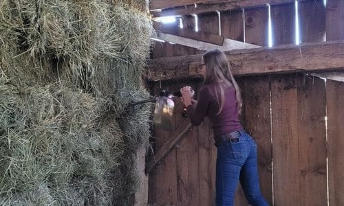 Madeline Boast, equine nutritionist, taking a hay sample