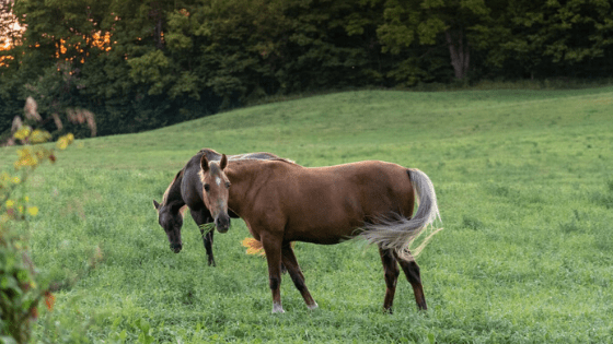 Two horses eating together in a field