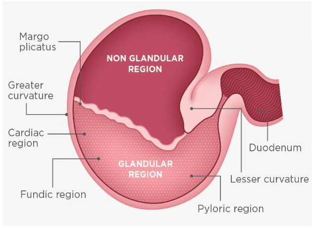 A diagram of a horse's stomach, including the glandular and non-glandular regions