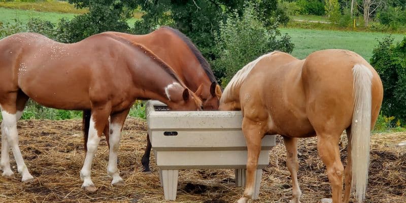 Three horses eating together out of an InStall OptiMizer