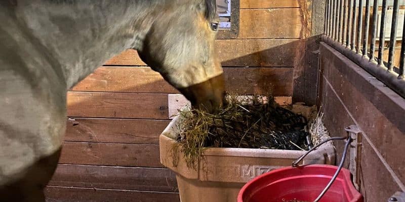 Horse eating out an InStall OptiMizer in its stall