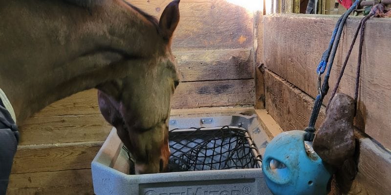 Horse eating out of an InStall OptiMizer in its stall